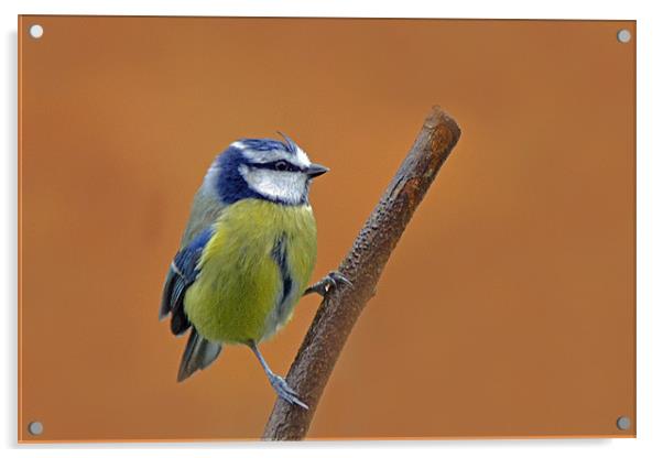 Bluetit Acrylic by Donna Collett