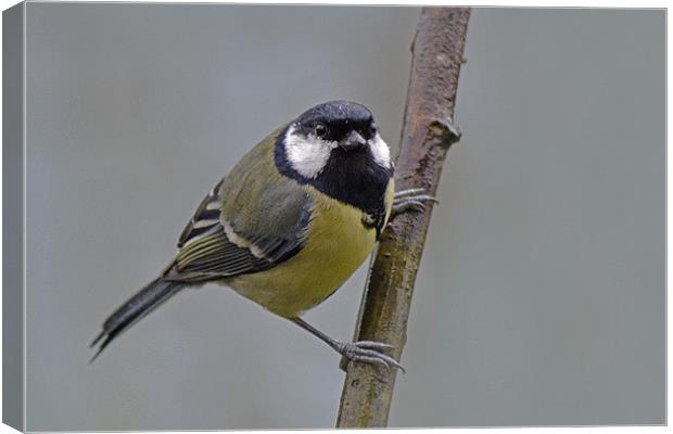 Great Tit Canvas Print by Donna Collett
