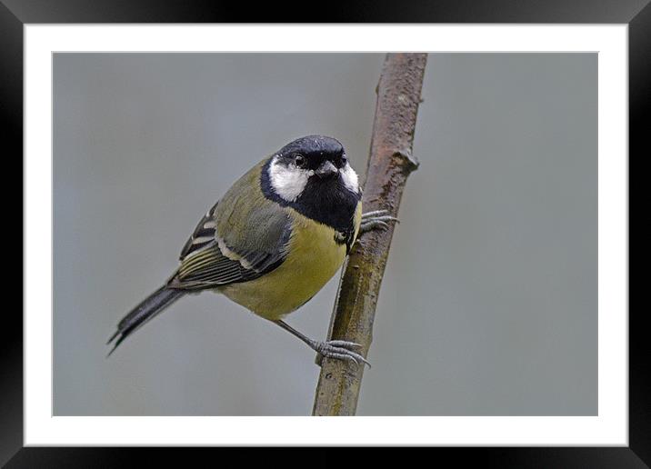Great Tit Framed Mounted Print by Donna Collett