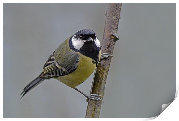 Great Tit Print by Donna Collett