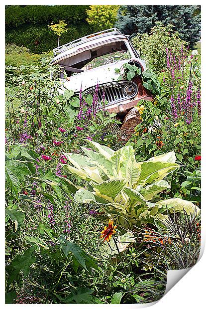 A Rustic French Garden Display Print by Graham Parry