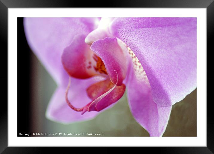 Orchid Heart Framed Mounted Print by Mark Hobson