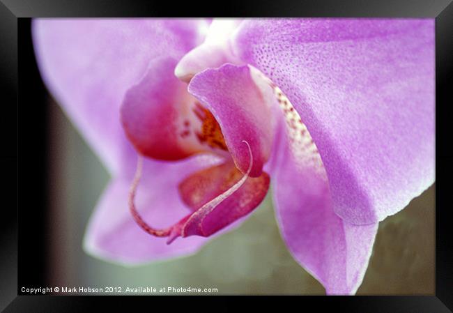Orchid Heart Framed Print by Mark Hobson