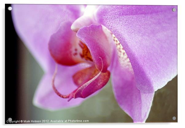 Orchid Heart Acrylic by Mark Hobson