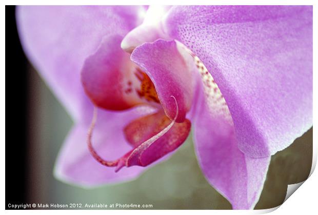 Orchid Heart Print by Mark Hobson