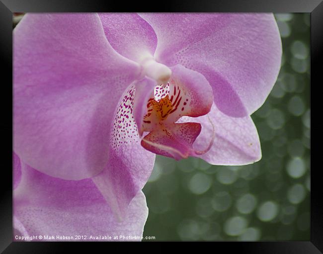 Orchid in the Rain Framed Print by Mark Hobson