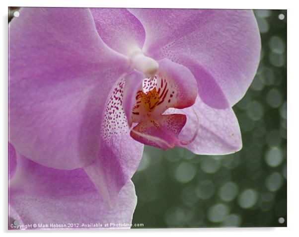 Orchid in the Rain Acrylic by Mark Hobson