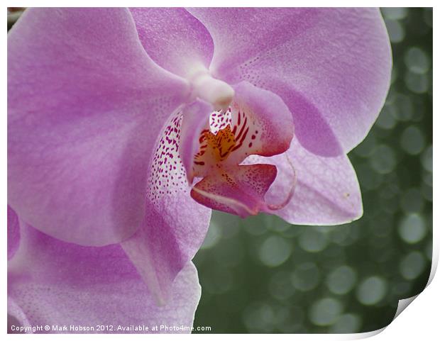 Orchid in the Rain Print by Mark Hobson