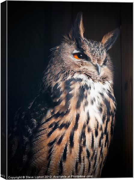 Eurasian Eagle-Owl (Bubo bubo) Canvas Print by Steve Liptrot