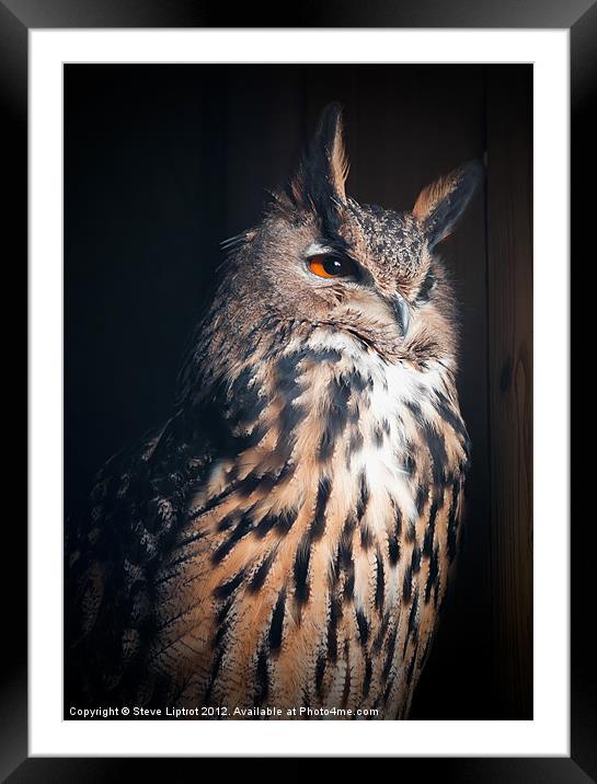 Eurasian Eagle-Owl (Bubo bubo) Framed Mounted Print by Steve Liptrot