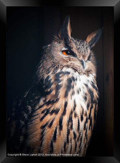 Eurasian Eagle-Owl (Bubo bubo) Framed Print by Steve Liptrot