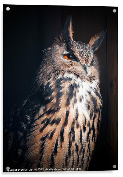 Eurasian Eagle-Owl (Bubo bubo) Acrylic by Steve Liptrot