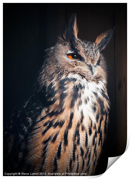Eurasian Eagle-Owl (Bubo bubo) Print by Steve Liptrot