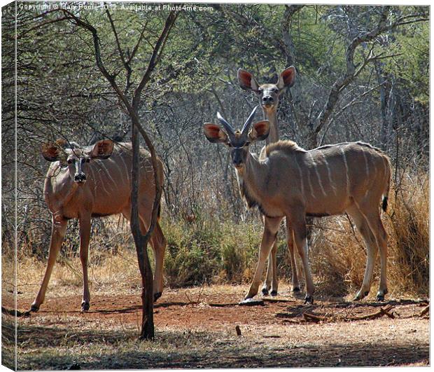 Kudu at Water Hole Canvas Print by Mary Poole
