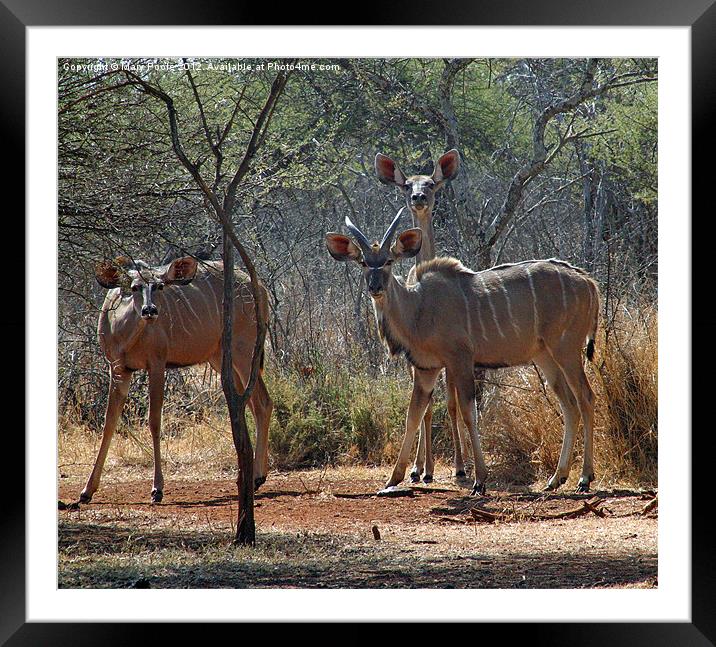 Kudu at Water Hole Framed Mounted Print by Mary Poole
