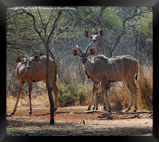 Kudu at Water Hole Framed Print by Mary Poole