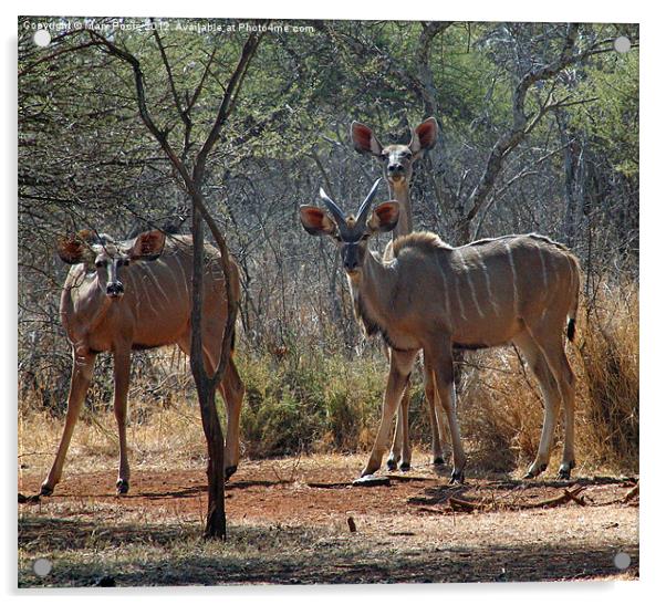 Kudu at Water Hole Acrylic by Mary Poole