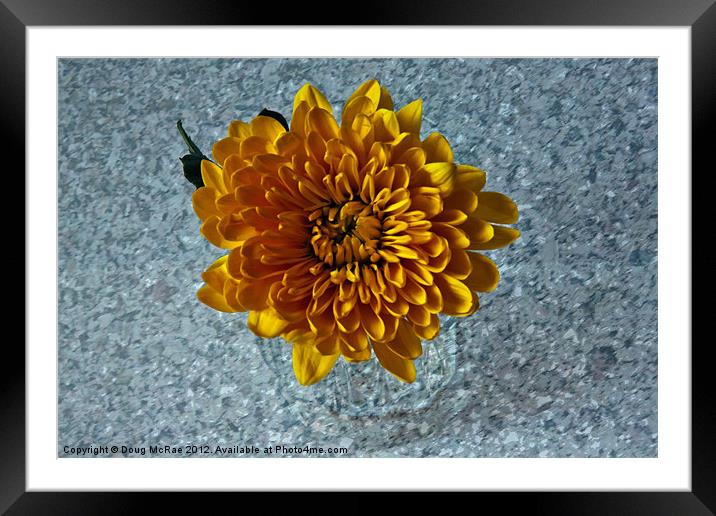 Chrysanthemum Framed Mounted Print by Doug McRae