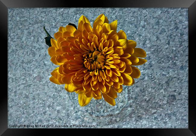 Chrysanthemum Framed Print by Doug McRae