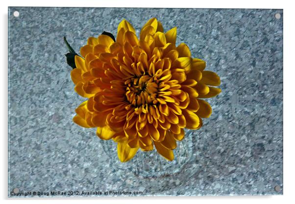 Chrysanthemum Acrylic by Doug McRae