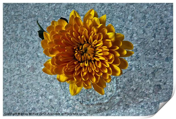 Chrysanthemum Print by Doug McRae