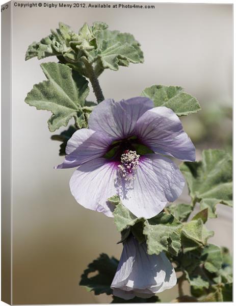 Mallow Canvas Print by Digby Merry