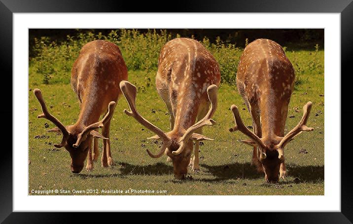 Stag Fallow Deer. Framed Mounted Print by Stan Owen