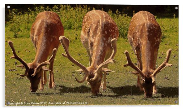 Stag Fallow Deer. Acrylic by Stan Owen