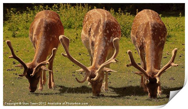 Stag Fallow Deer. Print by Stan Owen