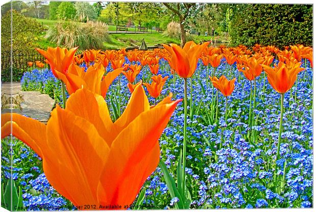 Tulips in the park Canvas Print by Anthony Hedger