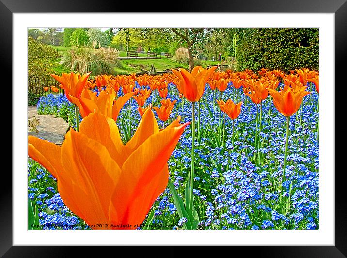 Tulips in the park Framed Mounted Print by Anthony Hedger