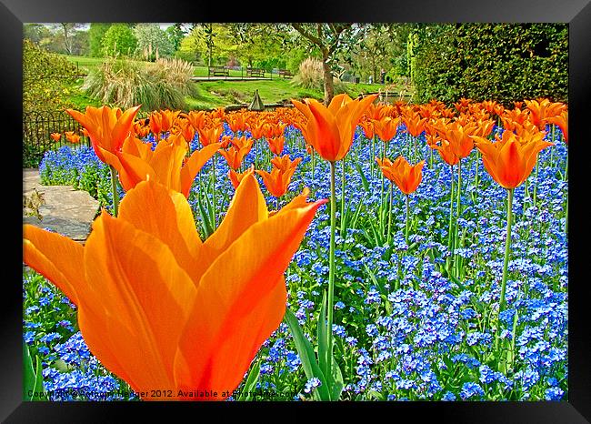 Tulips in the park Framed Print by Anthony Hedger