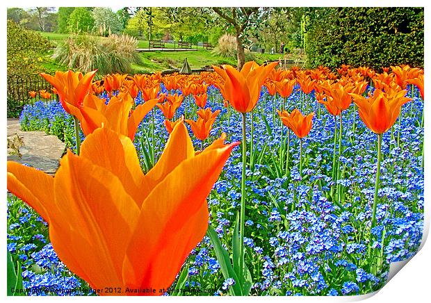 Tulips in the park Print by Anthony Hedger