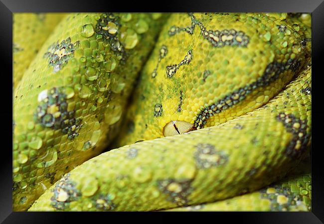 Juvenile Aru Green Tree Python Framed Print by Amanda Lucas