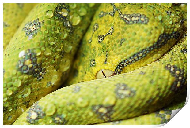 Juvenile Aru Green Tree Python Print by Amanda Lucas
