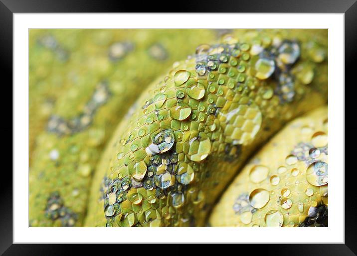Water Off a Snake's Back Framed Mounted Print by Amanda Lucas