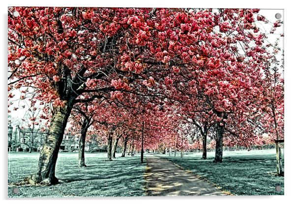Cherry Blossom Path, Harrogate Acrylic by Paul M Baxter