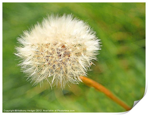 Dandelion Seed Print by Anthony Hedger