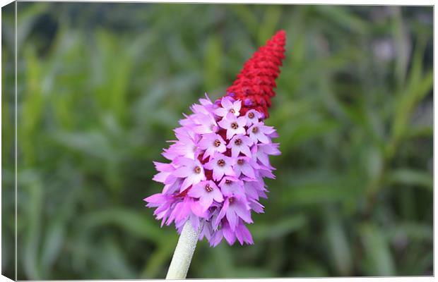Red spikey little purple flower Canvas Print by Charlotte Anderson