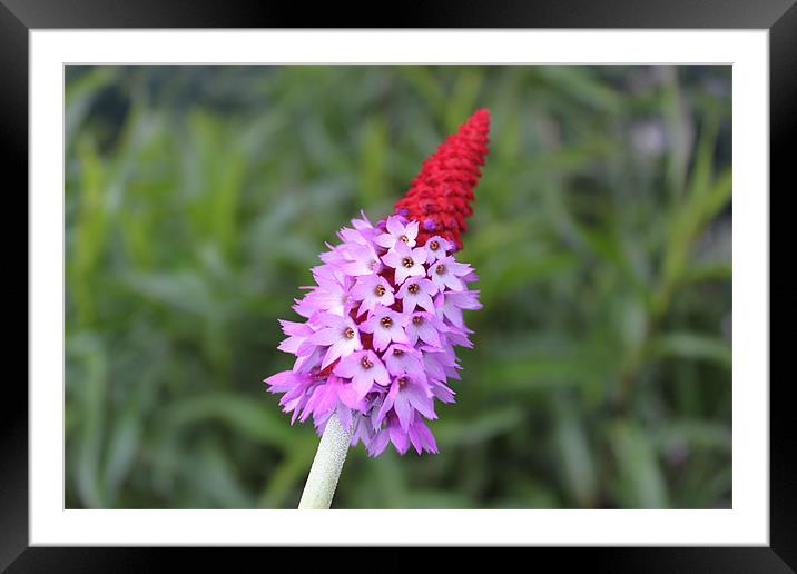 Red spikey little purple flower Framed Mounted Print by Charlotte Anderson