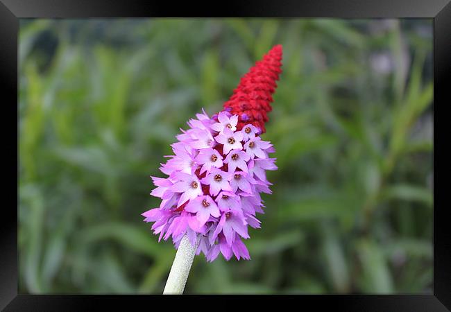 Red spikey little purple flower Framed Print by Charlotte Anderson