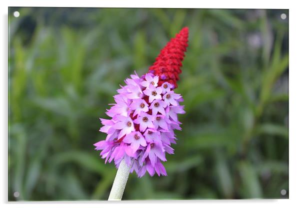 Red spikey little purple flower Acrylic by Charlotte Anderson