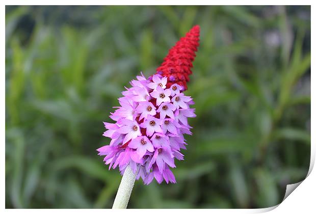 Red spikey little purple flower Print by Charlotte Anderson