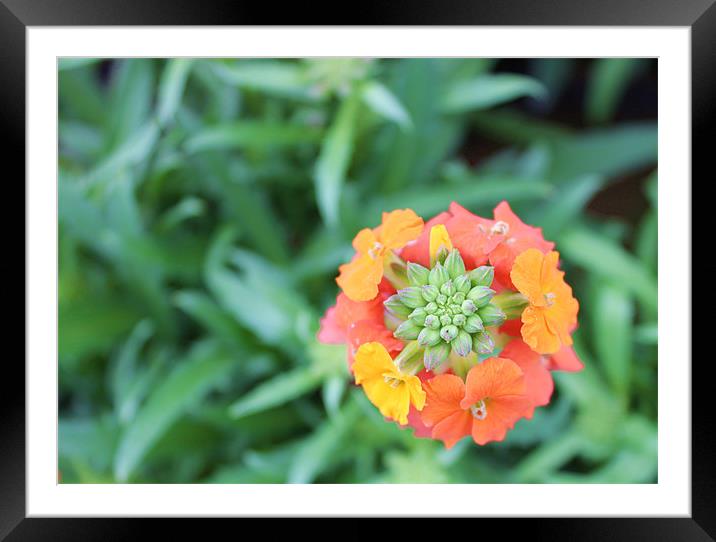 Orange pink yellow circle flowers Framed Mounted Print by Charlotte Anderson