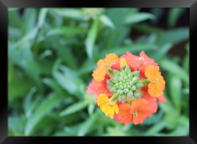 Orange pink yellow circle flowers Framed Print by Charlotte Anderson