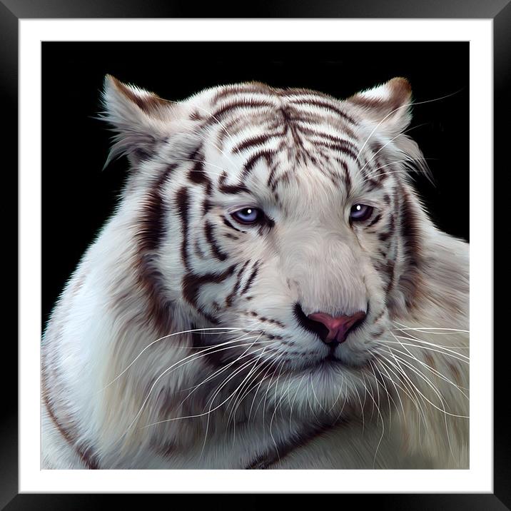 Royal Bengal White Tiger Framed Mounted Print by Julie Hoddinott