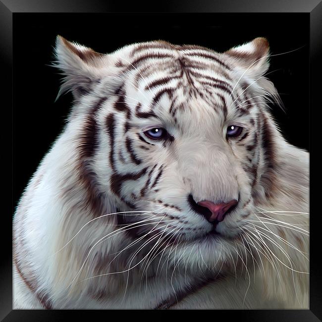 Royal Bengal White Tiger Framed Print by Julie Hoddinott