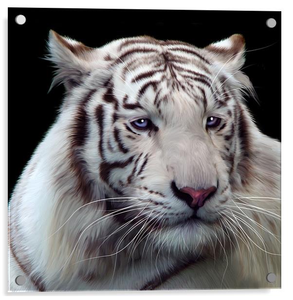 Royal Bengal White Tiger Acrylic by Julie Hoddinott