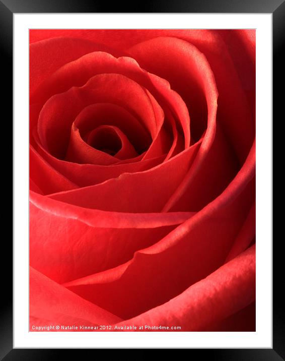 Romantic Red Rose Framed Mounted Print by Natalie Kinnear
