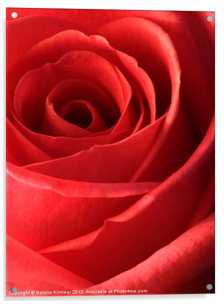 Romantic Red Rose Acrylic by Natalie Kinnear